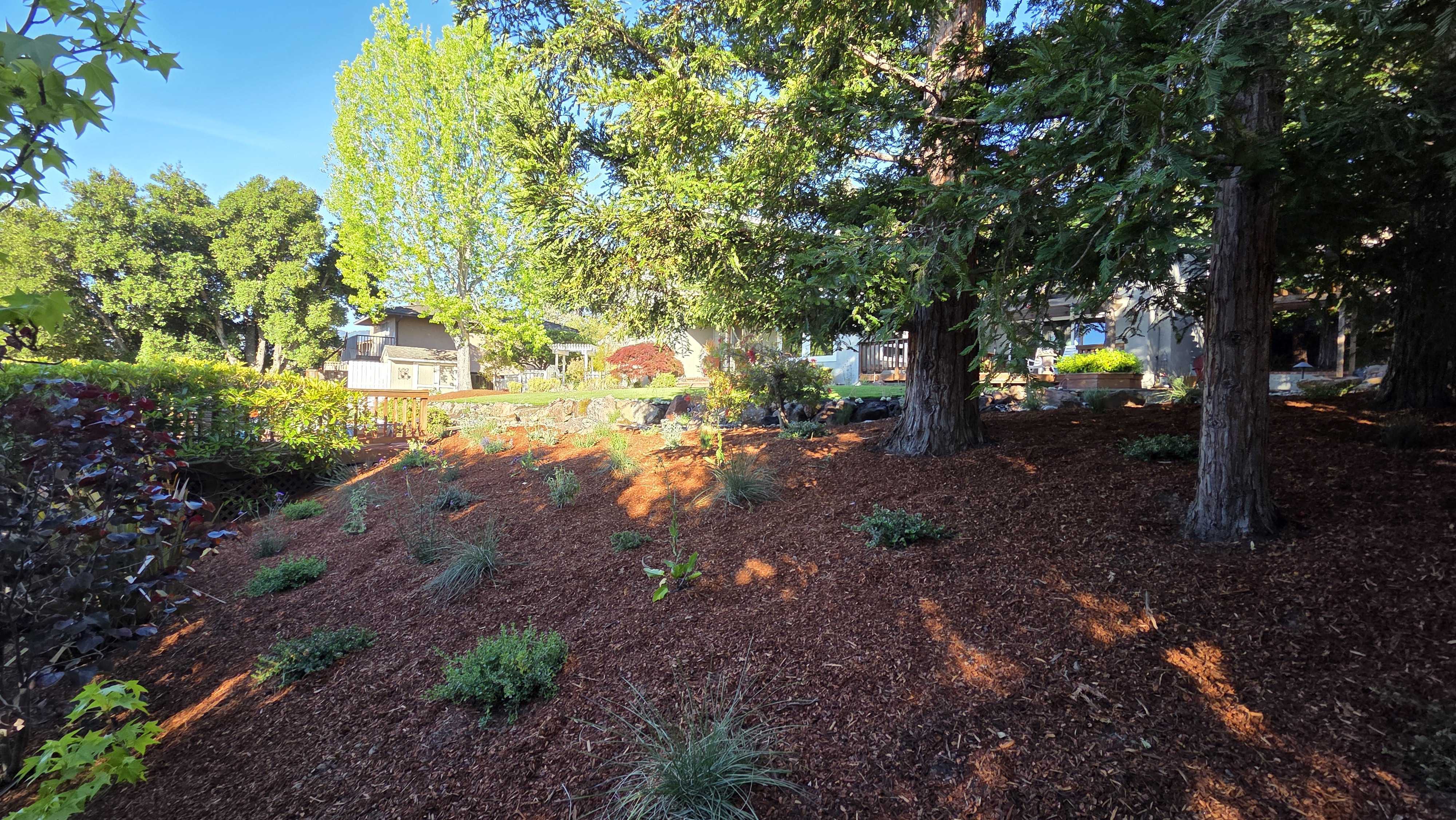 Residential sloped backyard with fresh mulch groundcover and newly installed plantings on a graded hillside beneath...