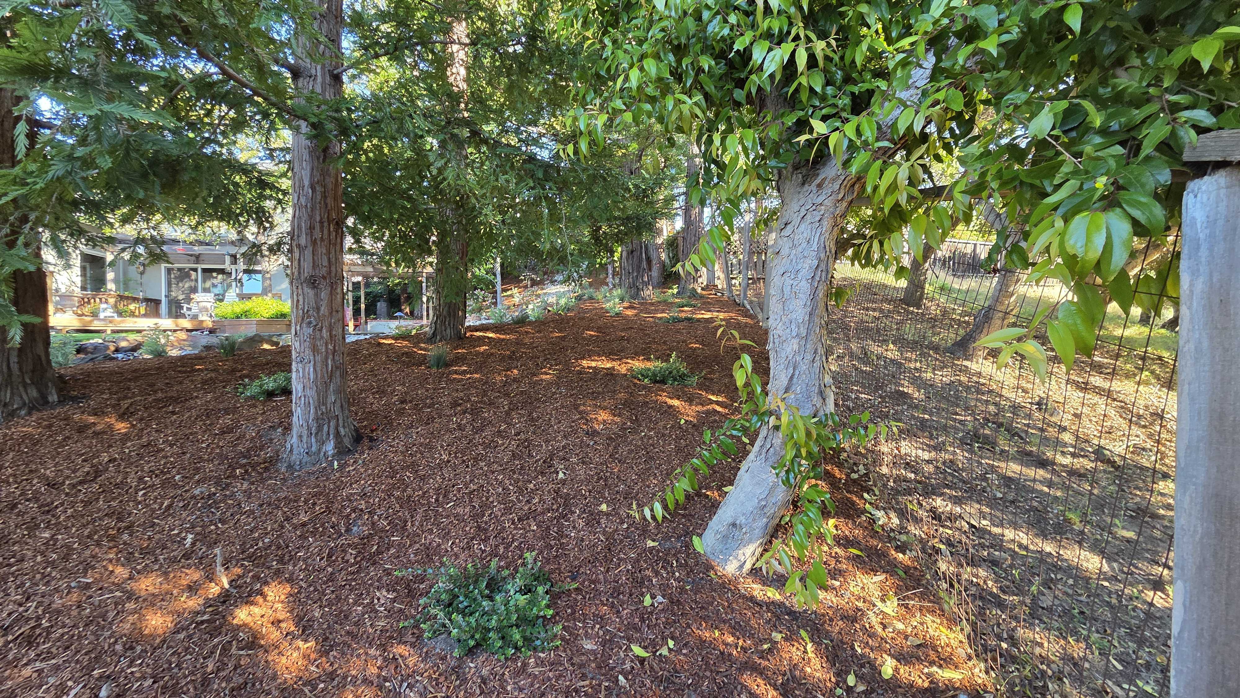 Sloped residential side yard with fresh mulch groundcover, mature trees, and small shrub plantings along a chain-link...