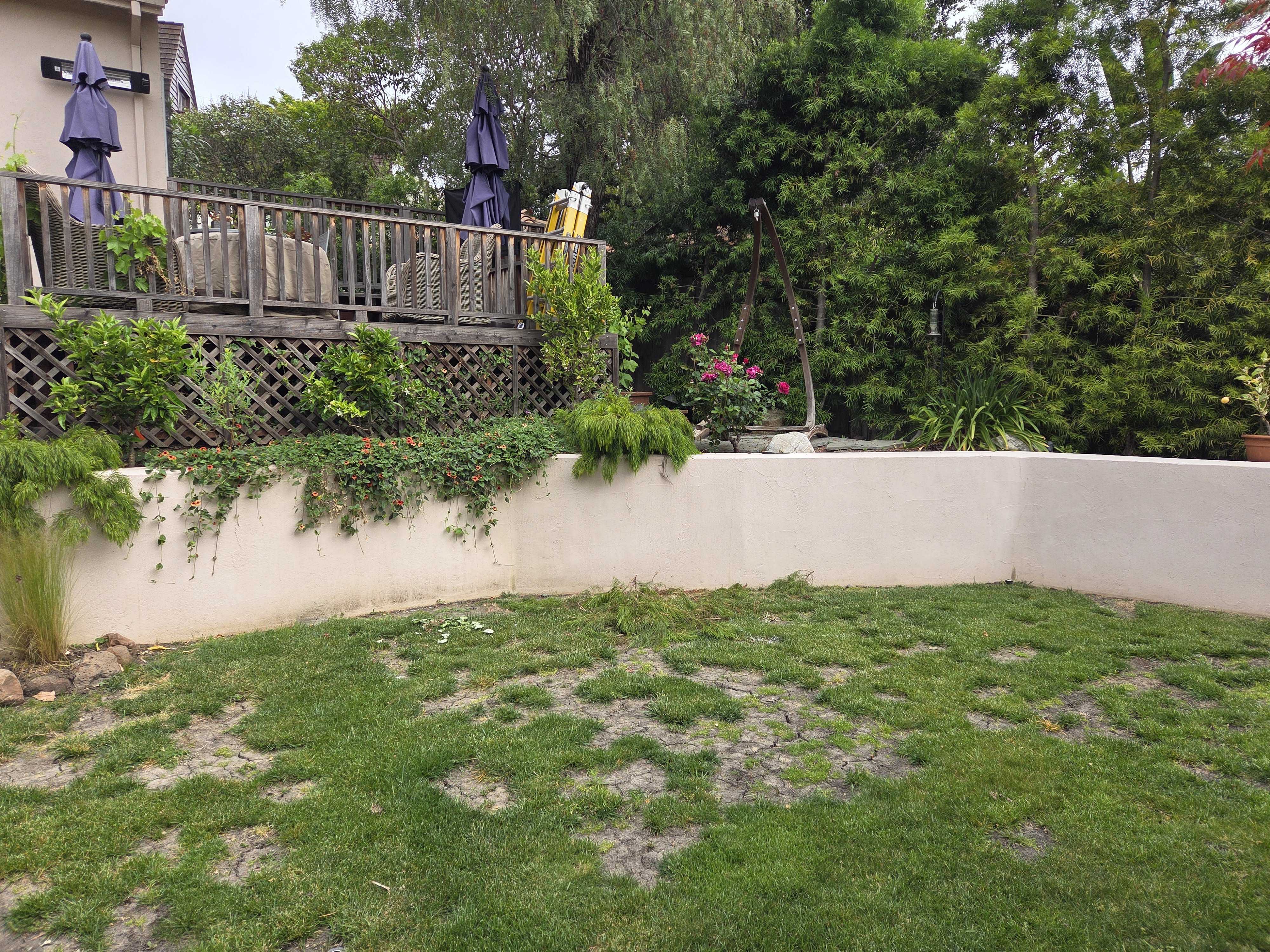 Backyard site photo showing a patchy natural turf lawn with multiple bare spots and exposed soil in front of a low stucco...