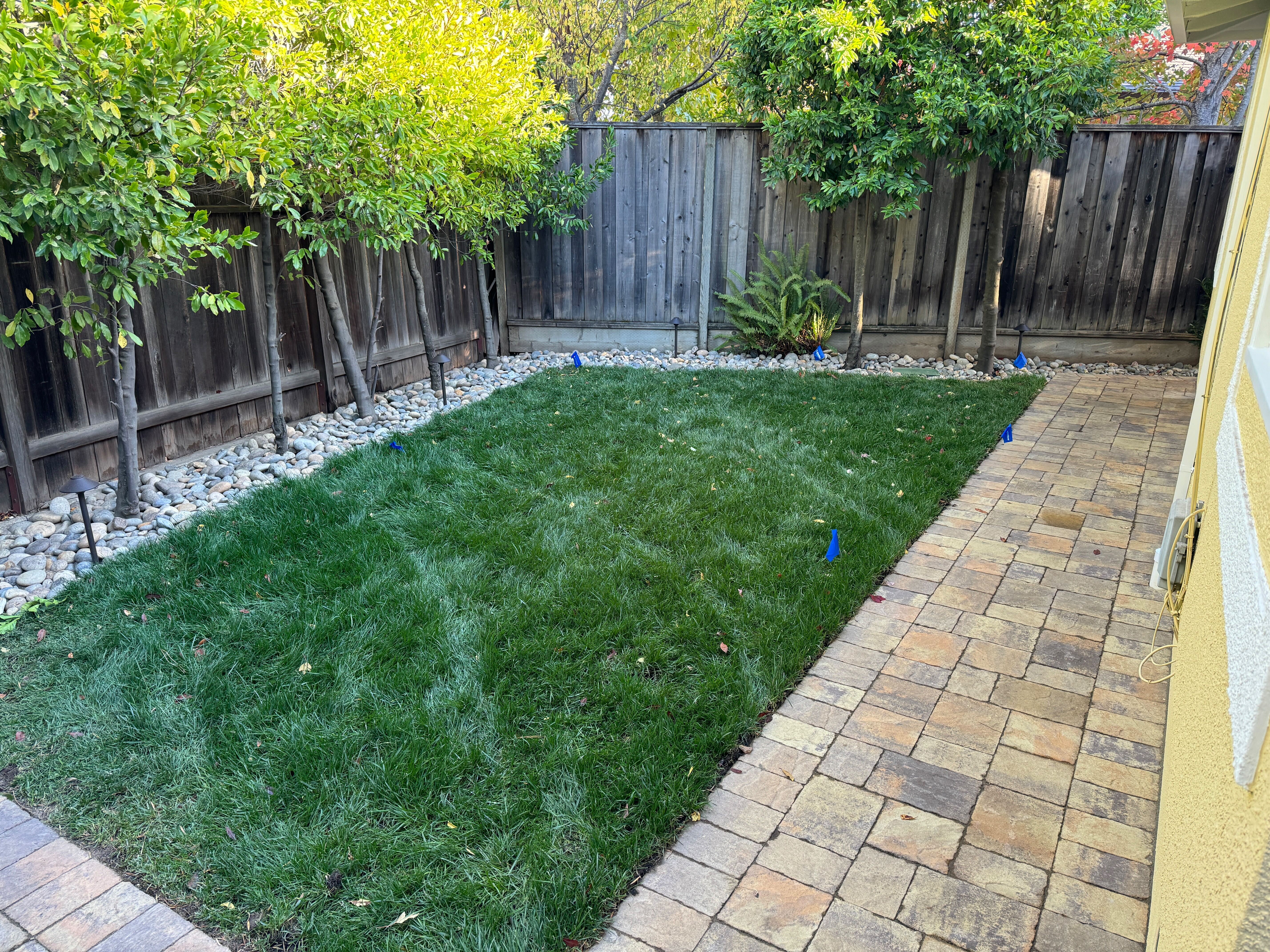 Finished lawn and paver path view with clean edges.