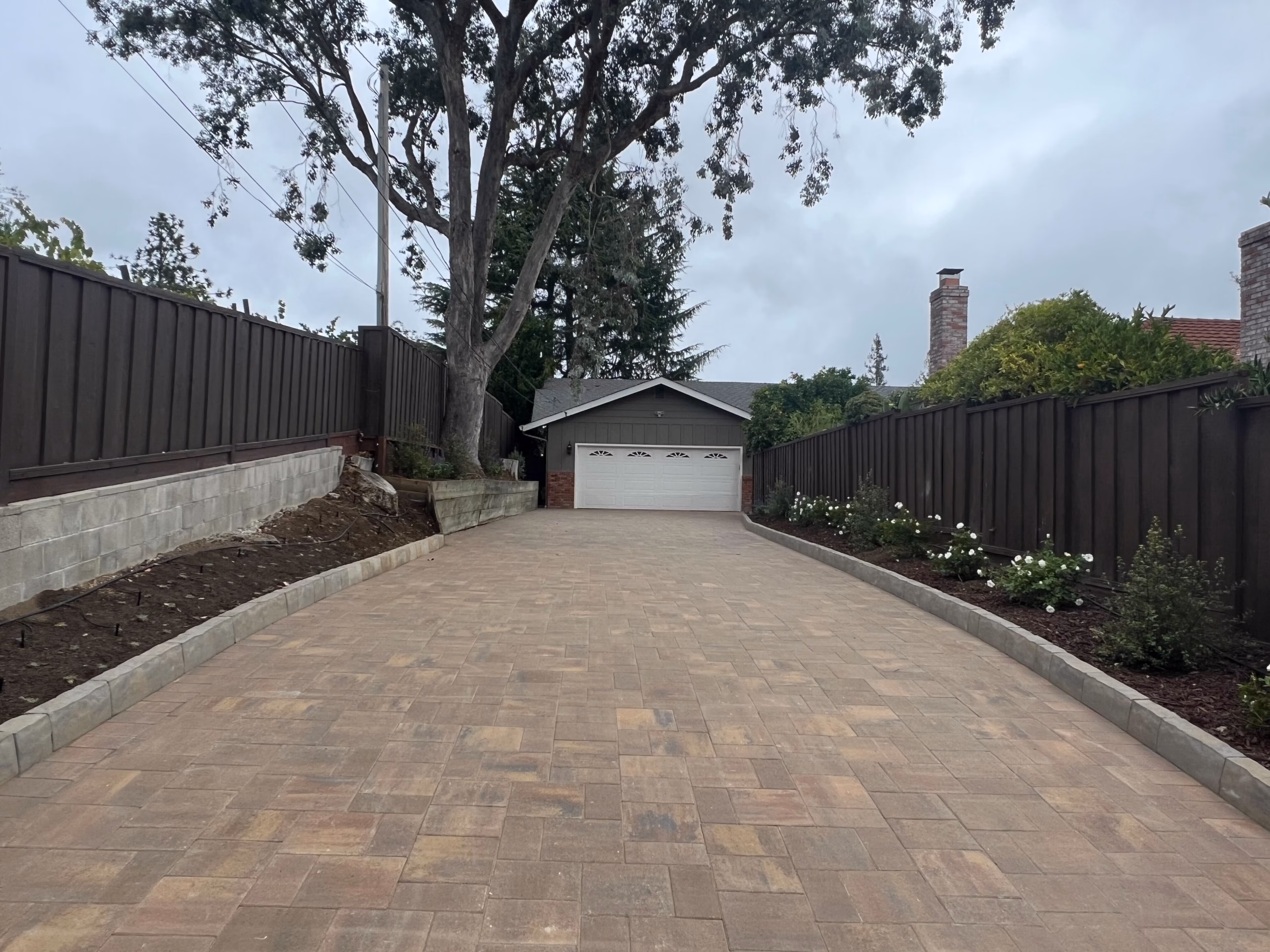 Paver driveway running to a detached garage past new planting and a mature tree in San Carlos, CA