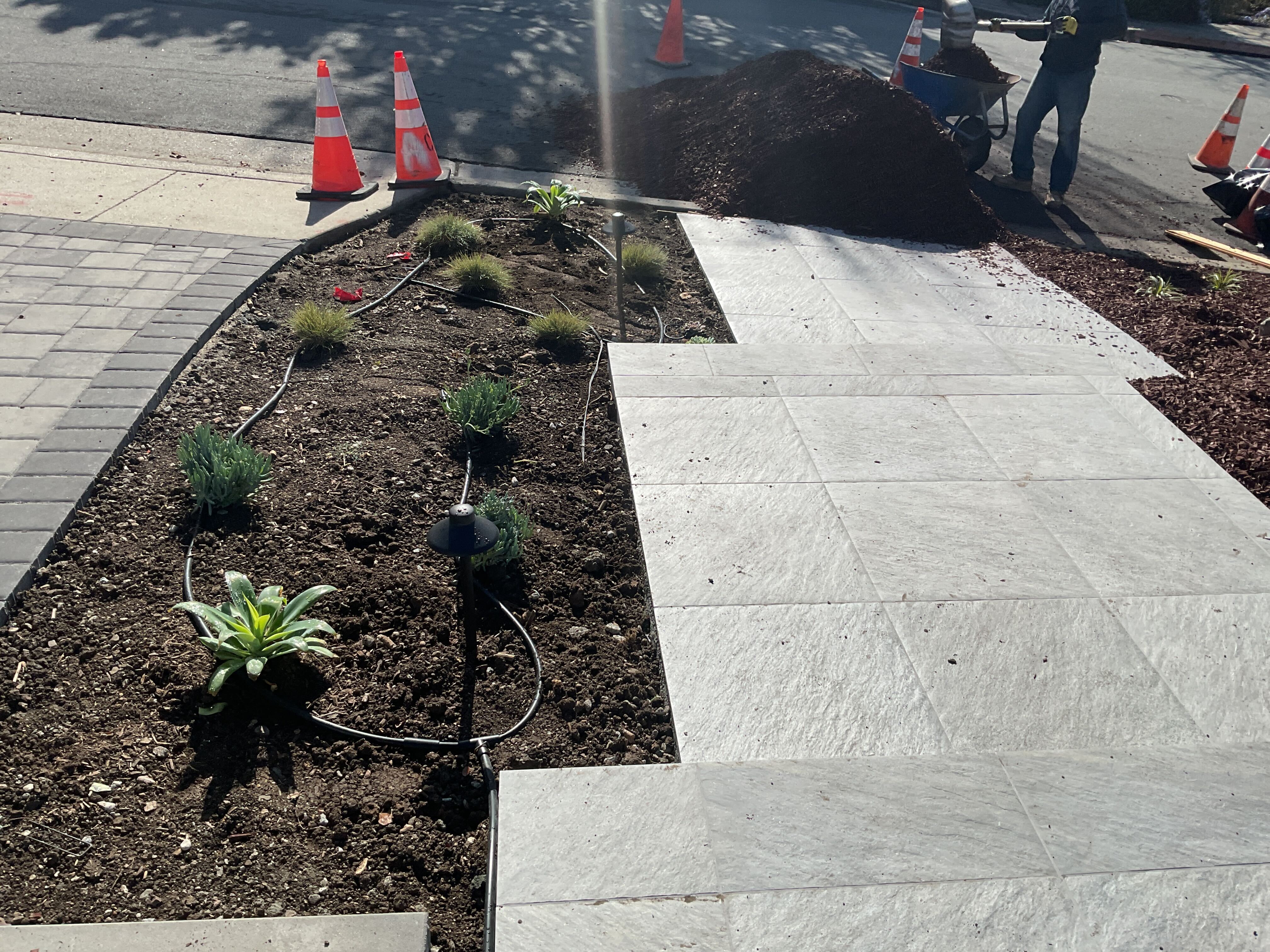 New planting bed with exposed drip-irrigation lines and young succulents beside the finished paver walkway and steps, before mulch.