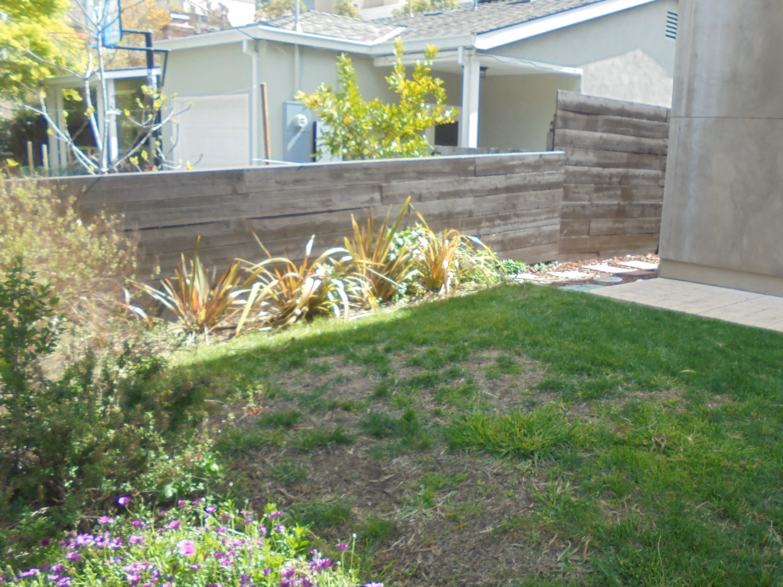 New planting beds with grasses and flax against a gray fence beside a lawn, in Mountain View