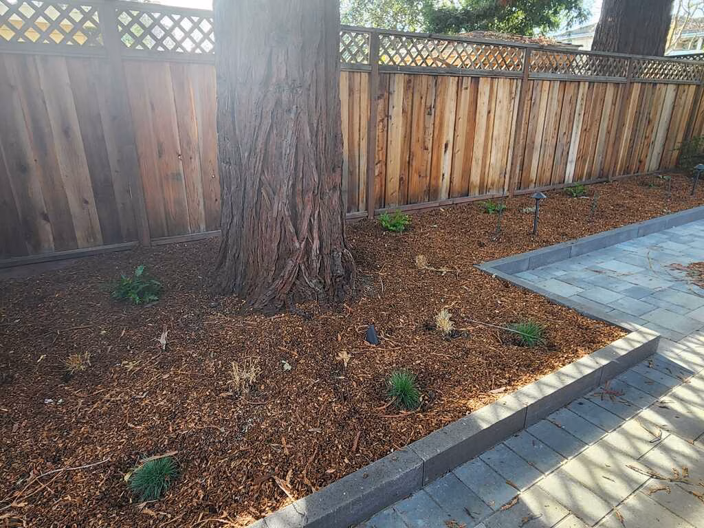 After — Bark planting bed with new plantings and path lighting around a mature tree, edged by a gray paver walkway.