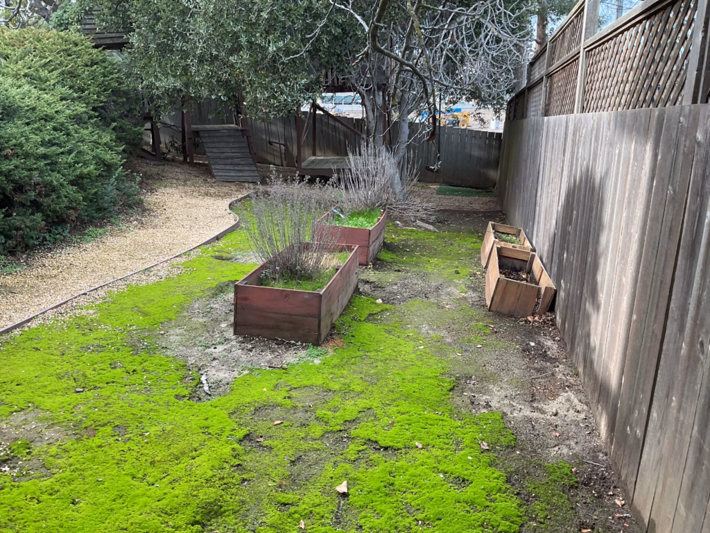 Before — a mossy backyard with weathered raised planter boxes, a gravel path, and an aging wood fence.