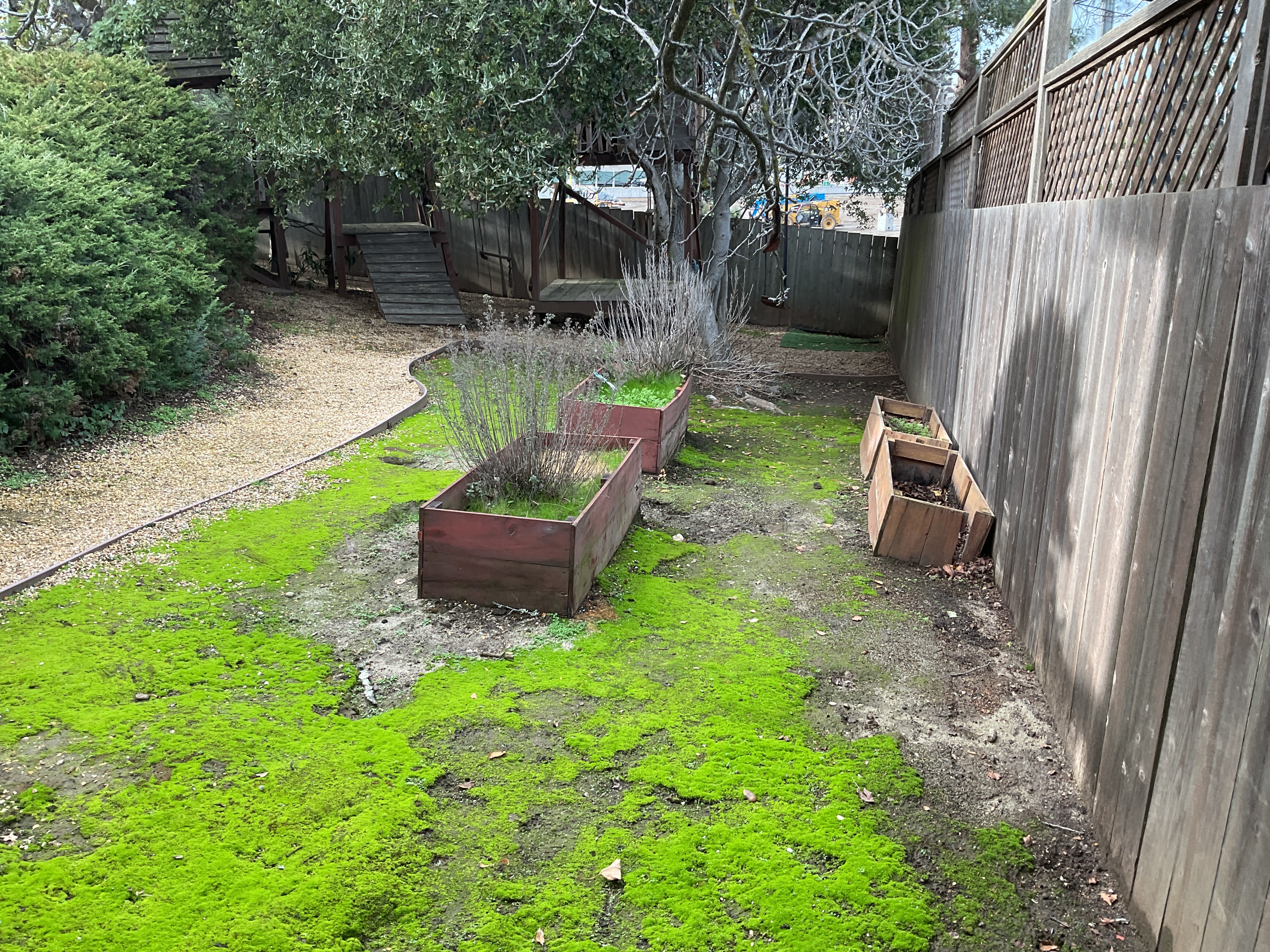 Before: a mossy backyard with weathered raised planter boxes, a gravel path, and an aging wood fence.