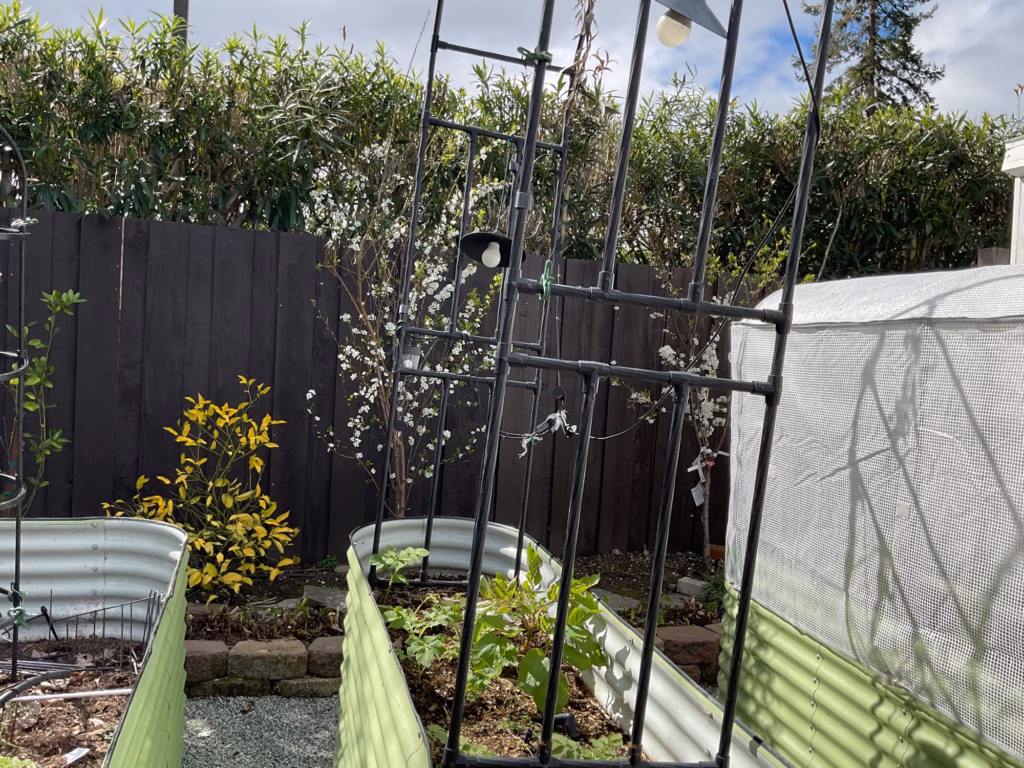 Before — raised metal garden beds and a trellis on gravel in front of a dark board fence, flowering trees and a tall hedge